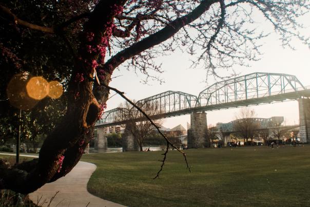 Tree Buds in Spring at Coolidge Park