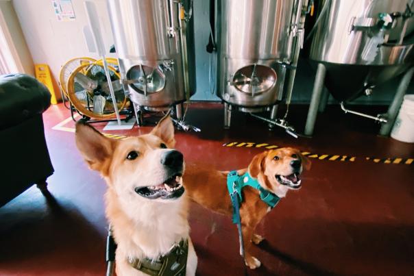 Dogs at Hutton and Smith Brewery