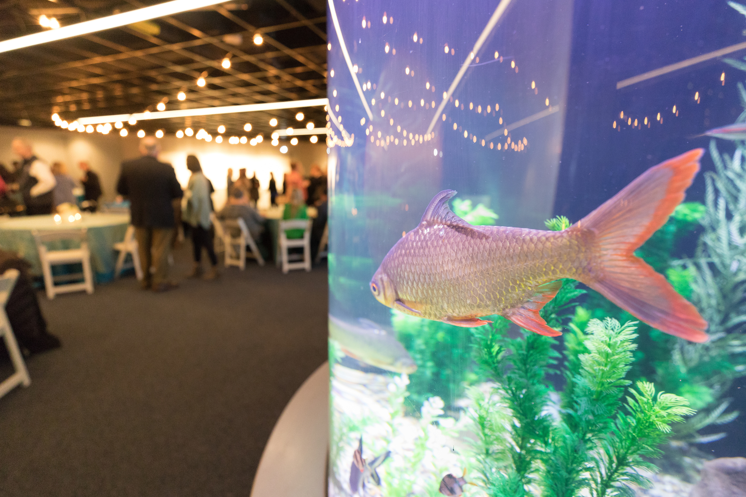 Tennessee Aquarium_River Journey Meeting Space