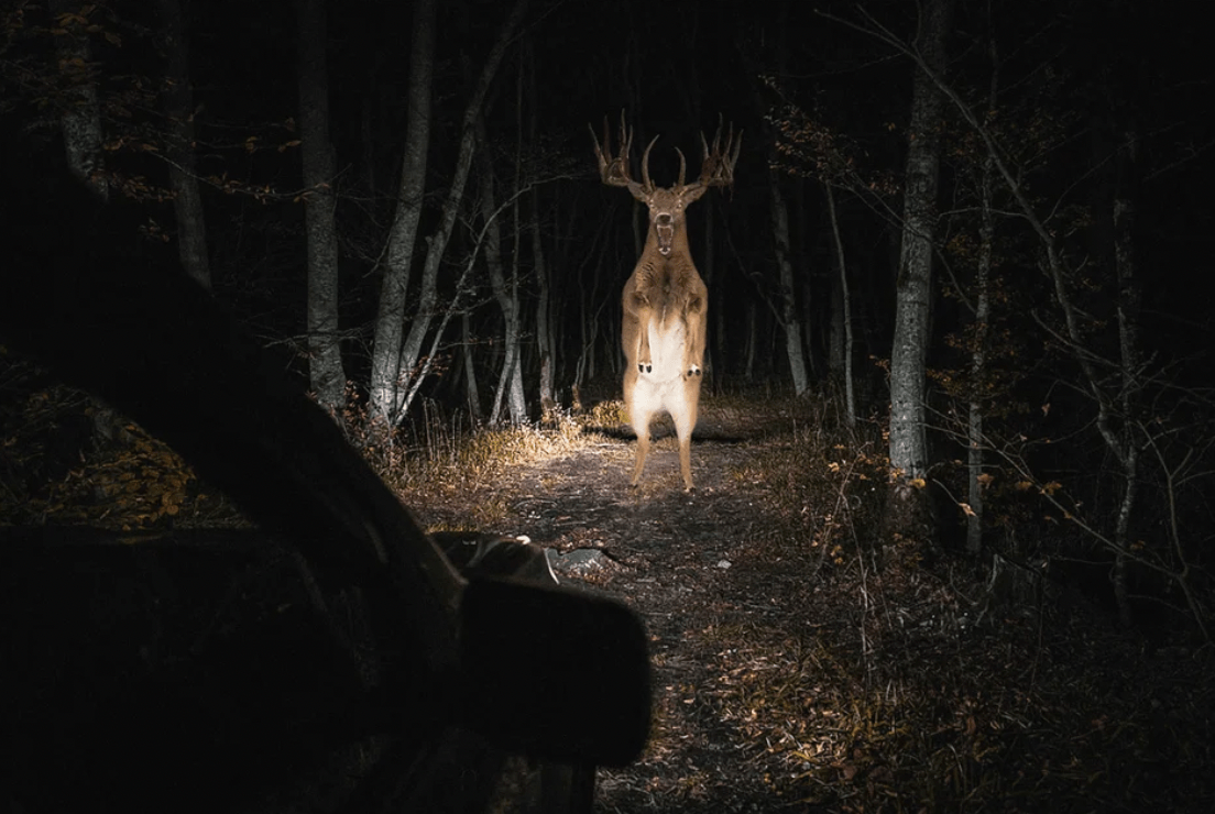 Tales of the Not Deer: The Creepy Cryptid of the Appalachians